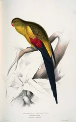 Polytelis anthopeplus